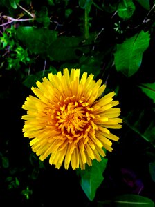 Yellow dandelion photo