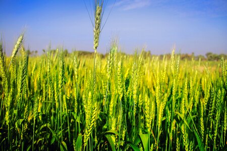 Harvest paddy asia photo