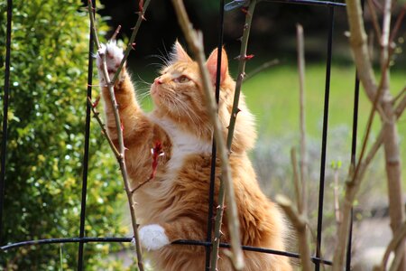 Garden hangover watched mieze