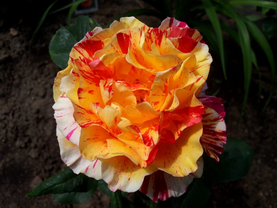 Love romance flowers