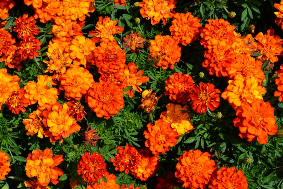 Flowers garden orange