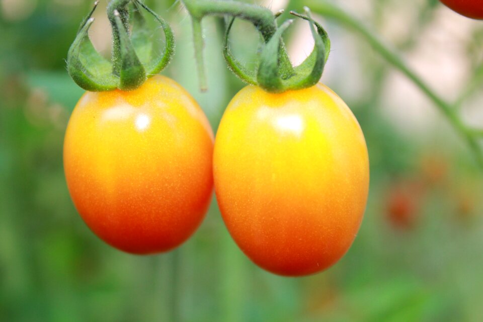 Orange tomatoes small tomatoes a couple of tomatoes