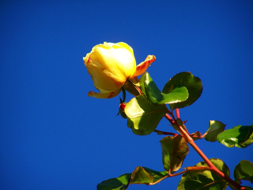 Rose yellow roses blue sky