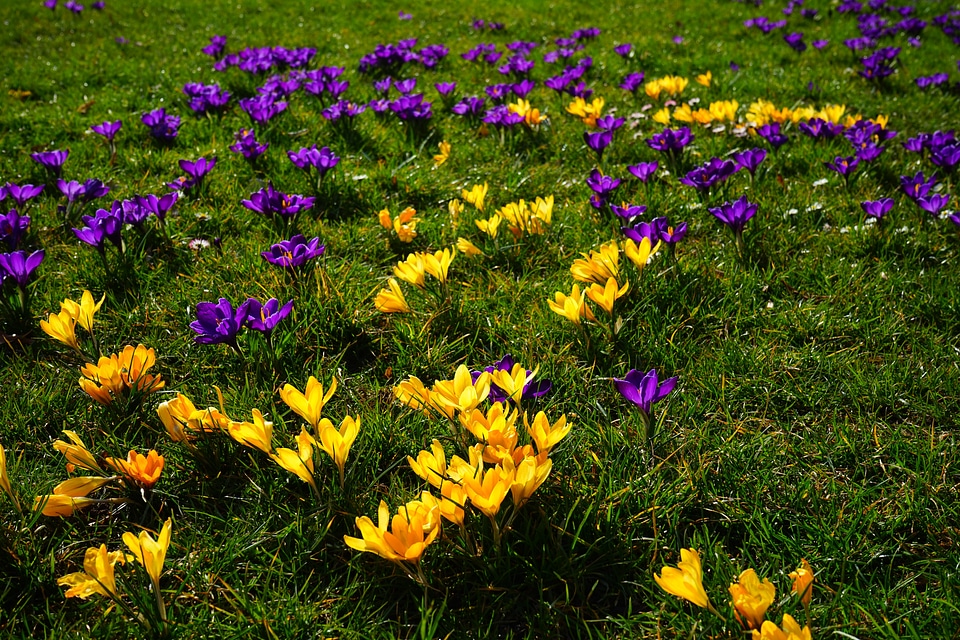 Flower spring bühen