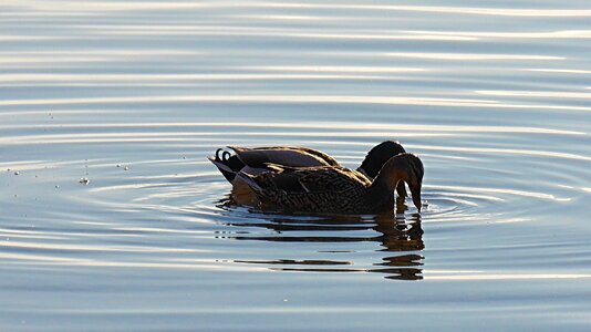 Pair of ducks ducks aquatic animal