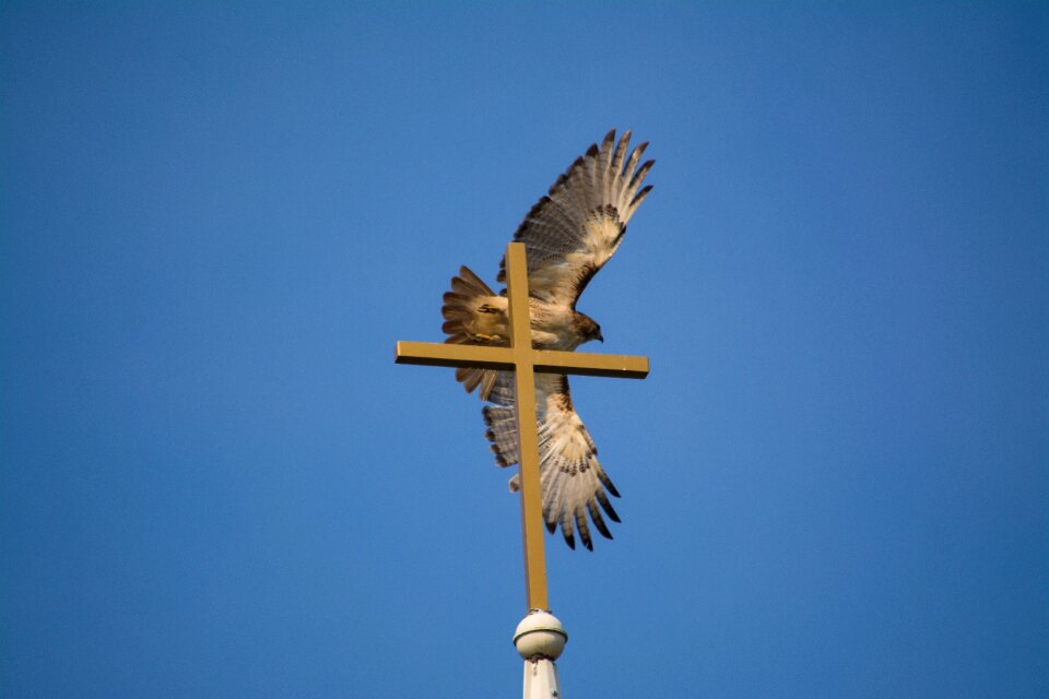 Freedom wings christ