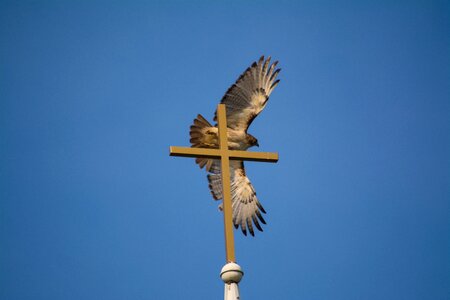Freedom wings christ