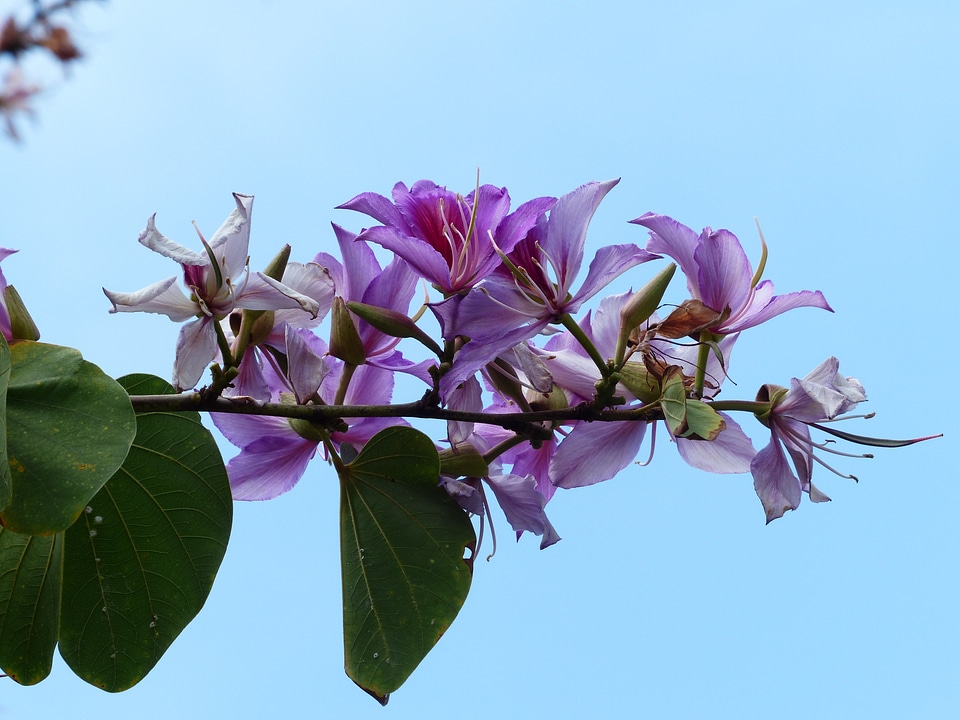 Violet light purple tree