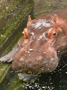 Mammal africa hard