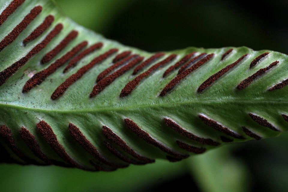 Macro spore asexual reproduction