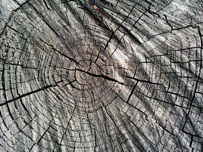 Annual rings sawed off tree photo