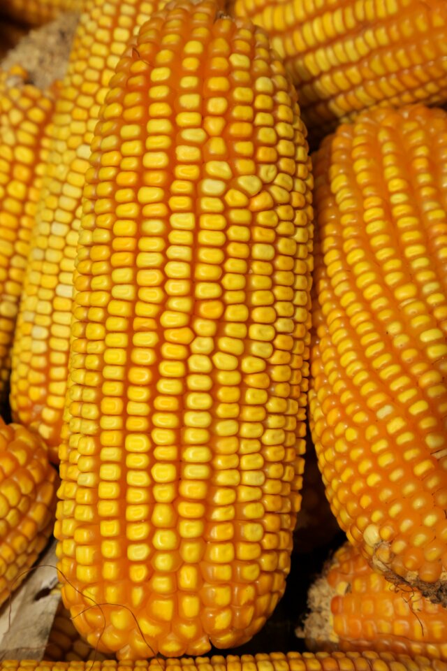 Cob corn agriculture