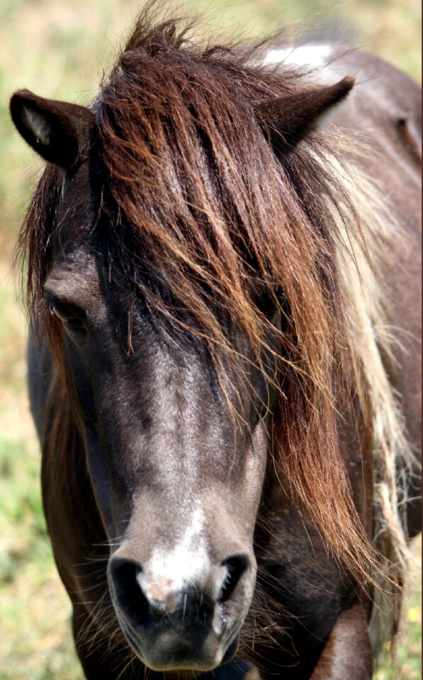 Stallion nature