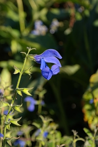 Blue shrub ornamental shrub