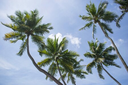 Coconut tree kerala look up photo
