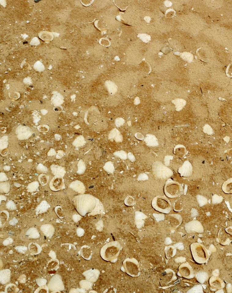 Sea mauritania molluscum