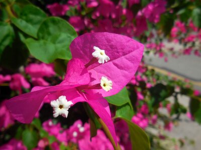 Pibk bush flowers