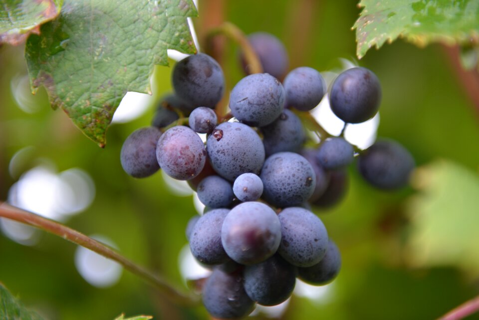 Vineyards grapery grapes