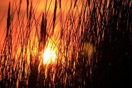 Sunset reed grass