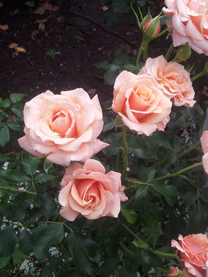 Blooms blooming leaves