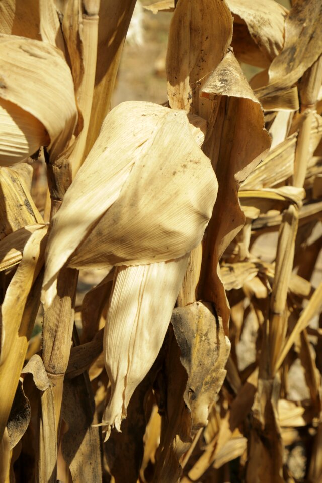 Corn harvest agriculture