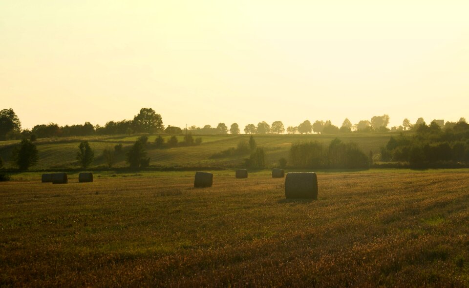 Harvest straw summer
