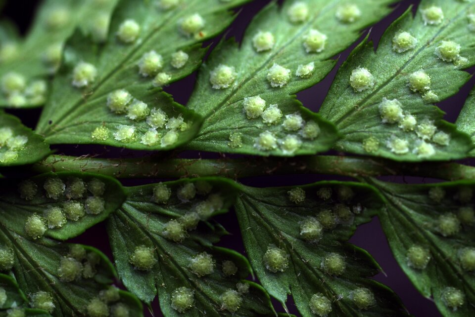 Macro spore asexual reproduction