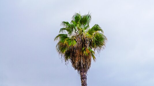 Canary islands south tropical photo