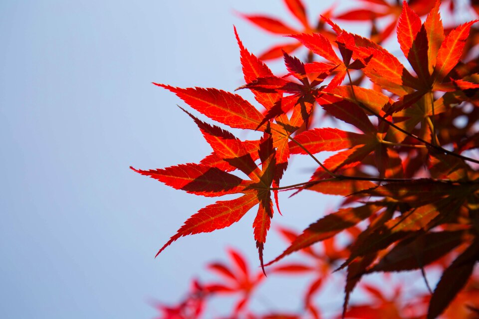 Red leaves sky the scenery