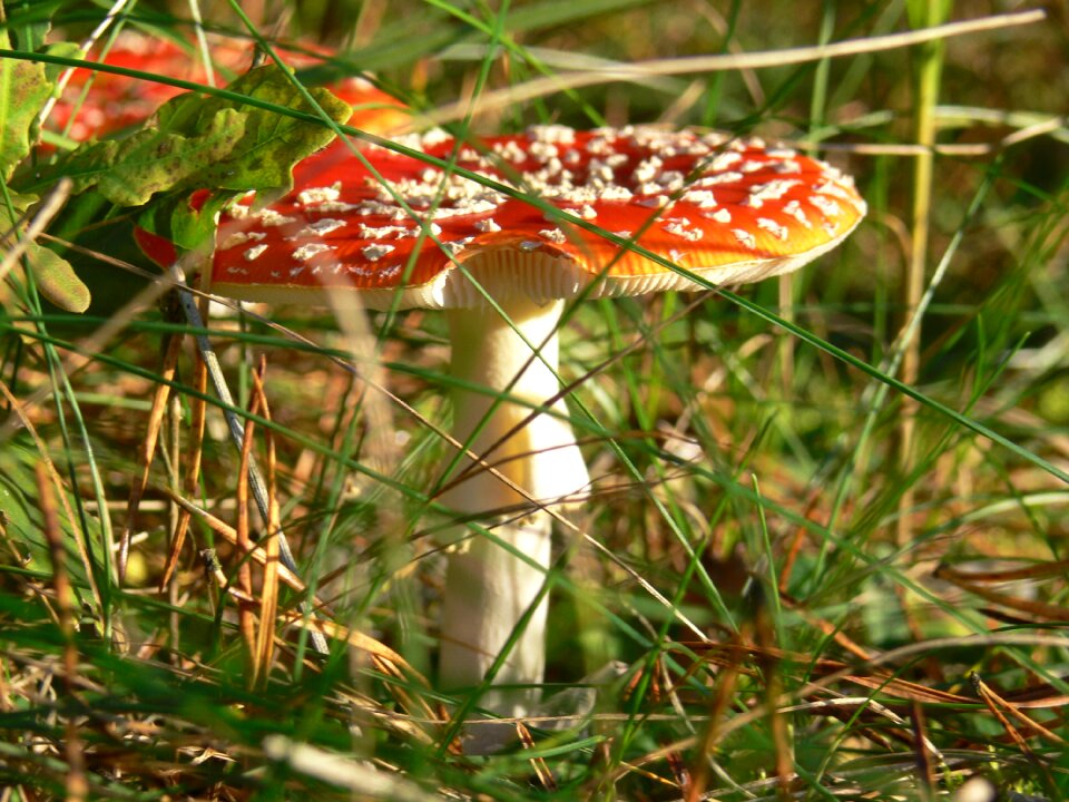 Poisonous toxic color