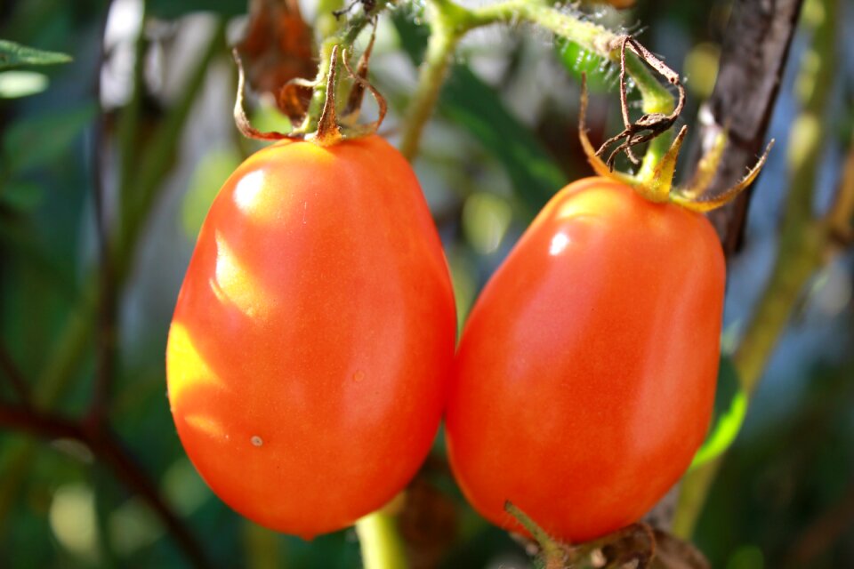 Ripe tomatoes summer vegetable garden