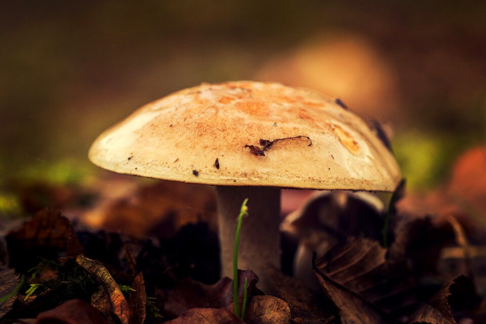 Season autumn forest