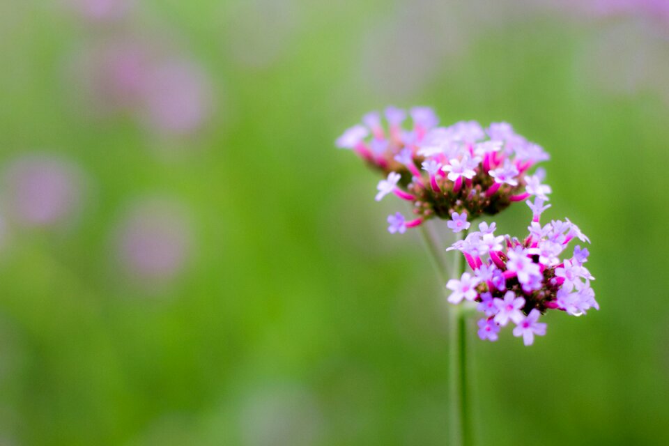Verbena bonariensis flower's background
