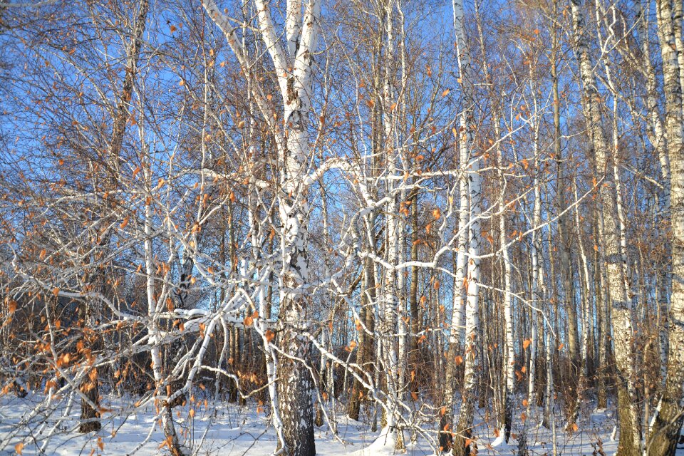 Trees living nature trunk