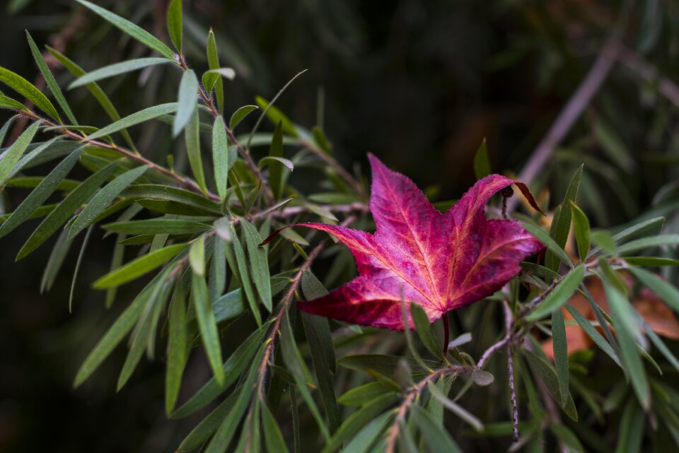 Green plants nature