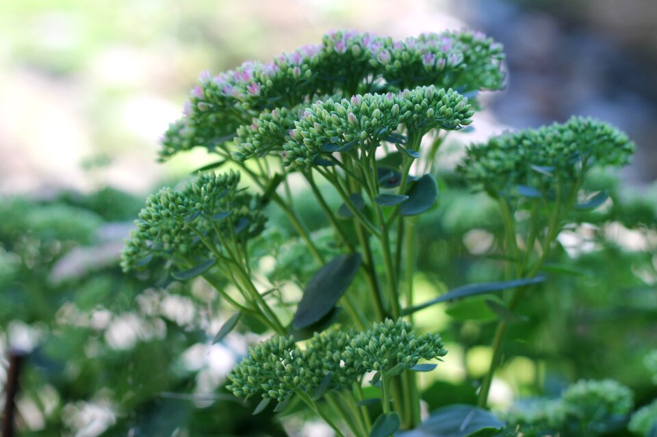 Plant weed wild plant