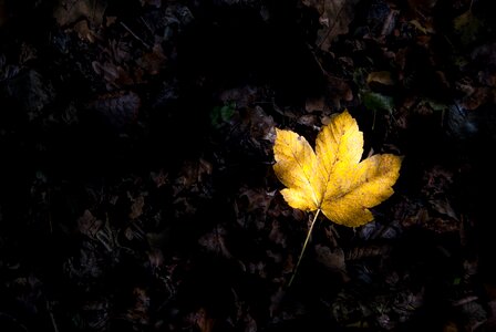 Fall autumn leaves nature photo