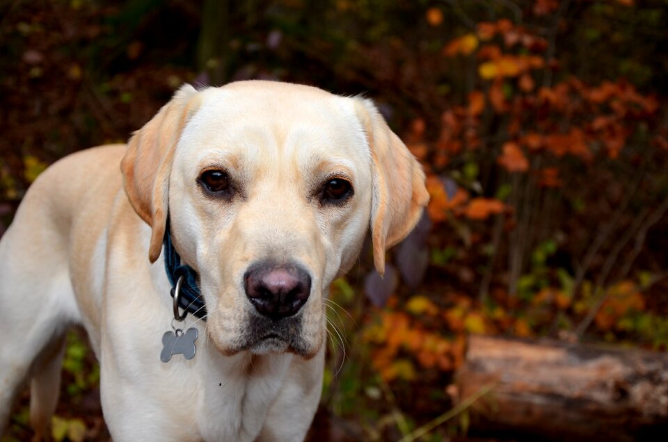 Dog autumn photo