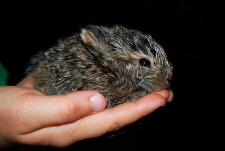 Animal sweet wild