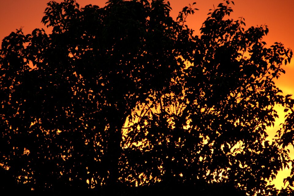 Sky golden sun