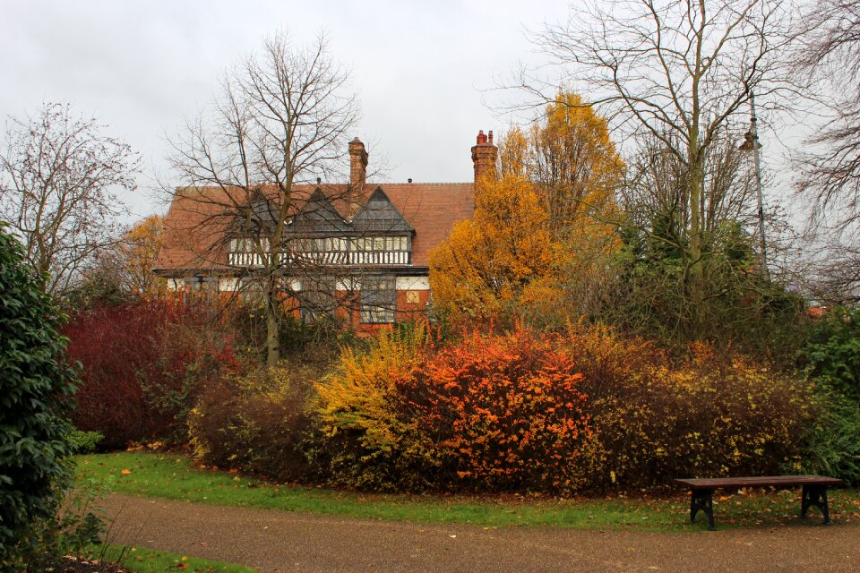 Foliage road tree