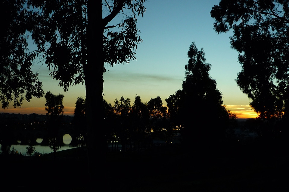 Darkness trees eucalyptus