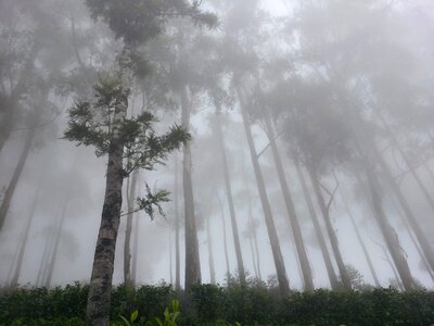 Haputhale sri lanka nature