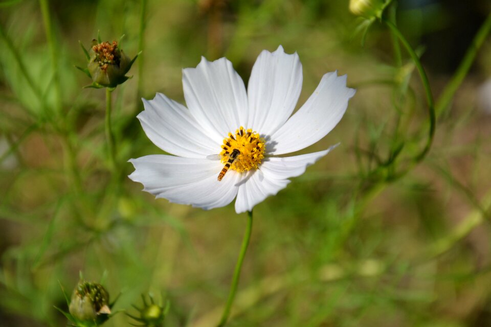 Cosmea petal garden flower