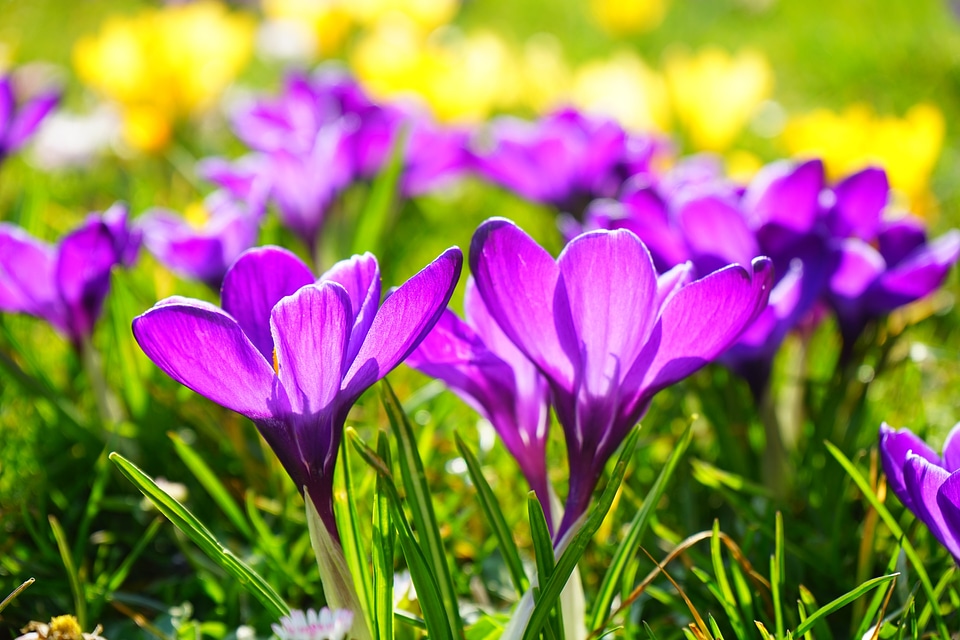 Bühen purple blossom photo