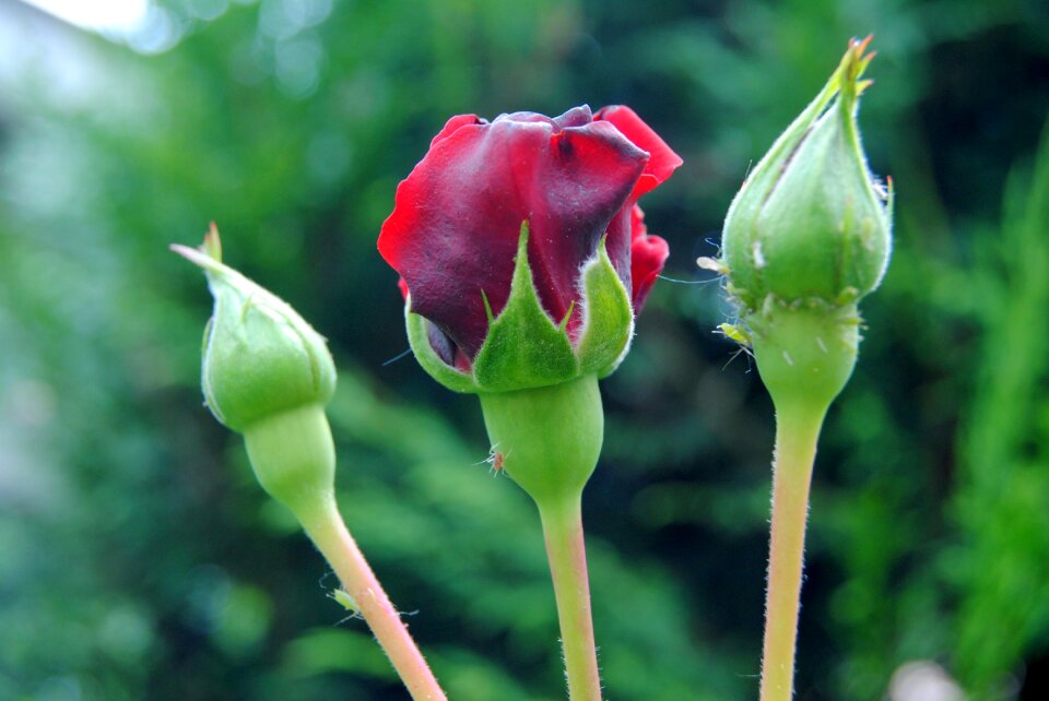 Close up red rose aphid