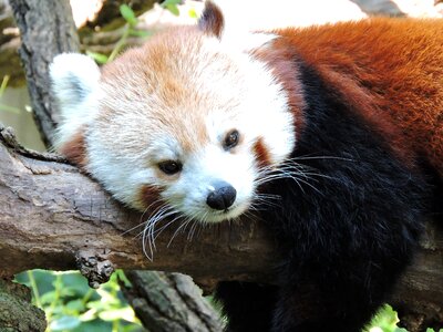 Chinese bear animal photo