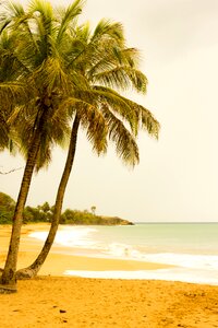 Palm beach guadeloupe photo