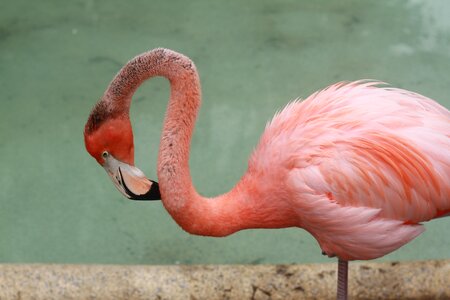 Nature exotic pink