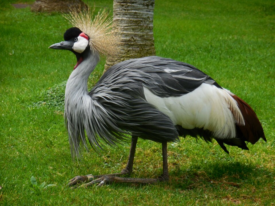 Animal birds animal world